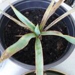 Yucca rupicola Лист