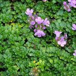 Thymus praecox Habit