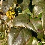 Berberis aquifolium Folha