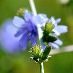 Cichorium endivia Hábito