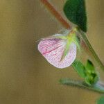 Acmispon americanus Flower
