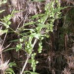 Dioscorea brachybotrya Elinympäristö