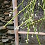 Rhipsalis baccifera花