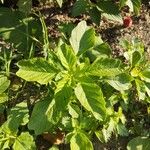 Amaranthus blitum Folha