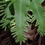 Lygodium microphyllum Foglia