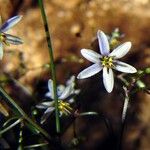 Dianella adenanthera Flor