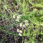 Eriogonum fasciculatum Floare