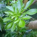 Choisya ternata Leaf