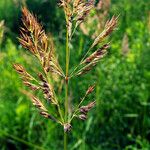 Calamagrostis canescens Fruto