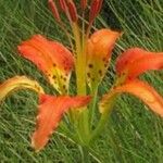 Lilium catesbaei ফুল