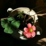 Oxalis deppei Blomst