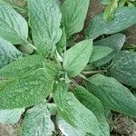 Symphytum caucasicum Folha