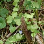 Wahlenbergia hederacea Hábito