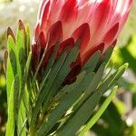 Protea repens Blad