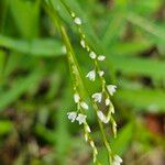 Persicaria punctata Flors