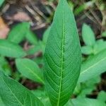 Ludwigia octovalvis Leaf