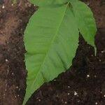 Casimiroa sapota Leaf