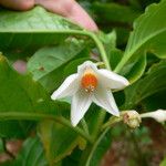 Solanum leucocarpon