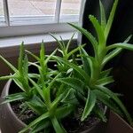 Aloe ciliaris Hábito