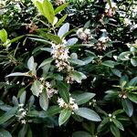 Acokanthera oblongifolia Blatt