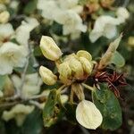 Rhododendron wardii Прочее