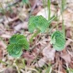 Thalictrum occidentale Hoja