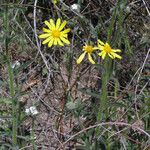 Senecio californicus Blüte