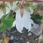 Campanula alliariifolia Blomst