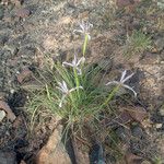 Iris macrosiphon Blatt
