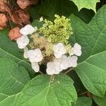 Hydrangea quercifolia花