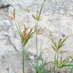 Cyperus rotundus आदत