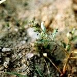 Gratiola virginiana Habit