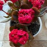 Kalanchoe crenataFlower