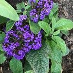Heliotropium arborescens Cvet