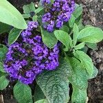 Heliotropium arborescens Blomst