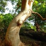 Gyrocarpus americanus Bark