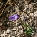 Viola pinnata Habit