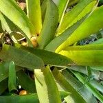 Aechmea distichantha Leaf