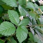 Rubus vestitus List