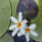 Nymphoides indicaBlodyn