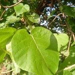 Croton macrostachyus Leaf