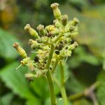 Cyphostemma cyphopetalum Floro