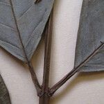 Vochysia vismiifolia Други