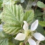 Rubus ursinus 花