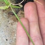 Epilobium roseum Hedelmä