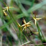 Carex pauciflora Blodyn