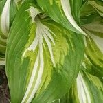 Hosta plantaginea葉