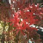 Lycoris radiata Цвят