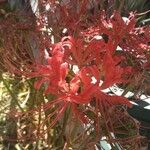 Lycoris radiata 花