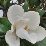 Magnolia grandiflora Blomst
